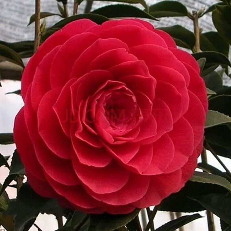 茶花盆栽带花苞花卉观花四季树苗室内外阳台庭院浓香山茶花苗 红玉(5