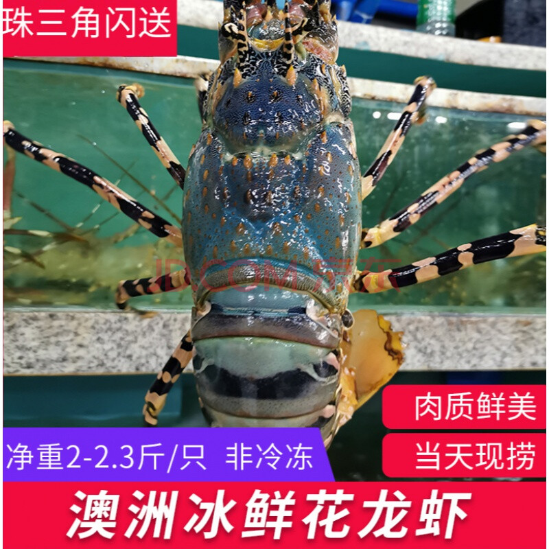 花龍蝦澳洲鮮活海鮮水產超特大冰鮮小青龍錦繡大龍蝦2-5斤/只 1500g