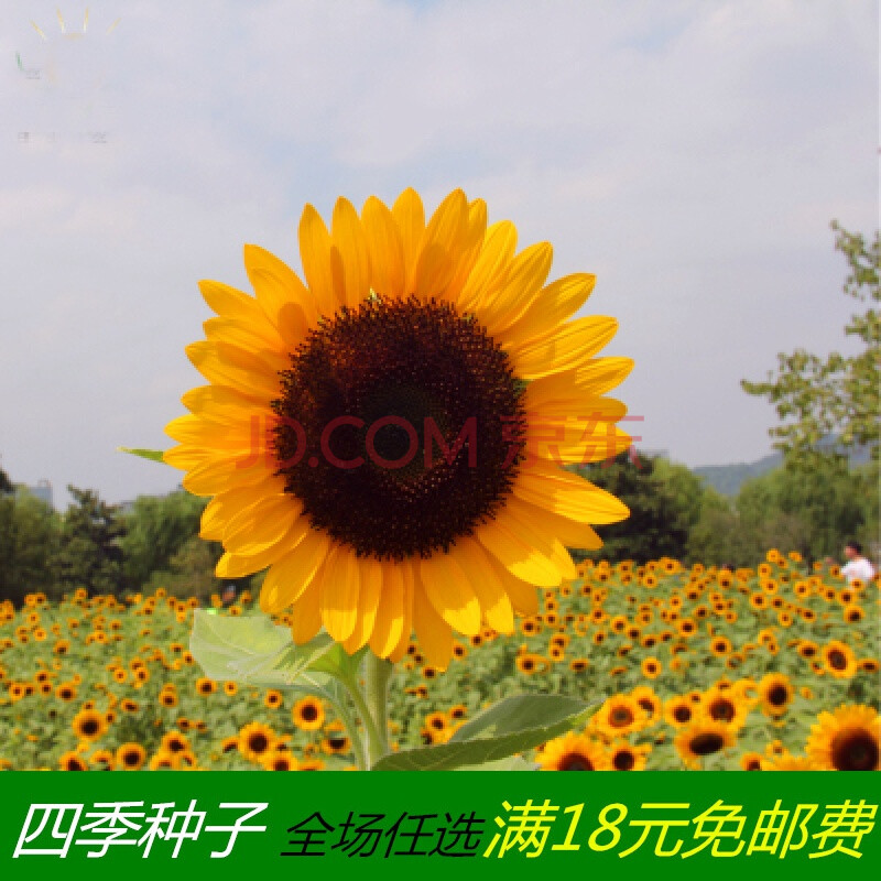 橘色黑心向日葵100粒【图片 价格 品牌 报价】-京东