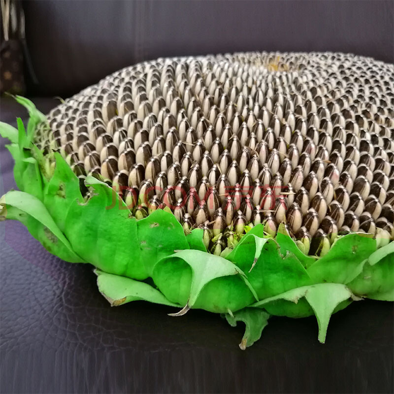 葵瓜子带盘葵瓜籽原味生瓜子整盘嫩葵花子向日葵盘 带盘(2大盘)