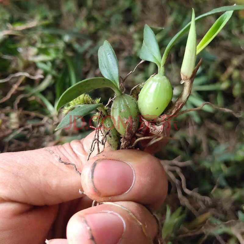 偉博野*生雙葉單葉石橄欖新鮮石仙桃小號大號 山石斛煲湯 雙葉煲湯