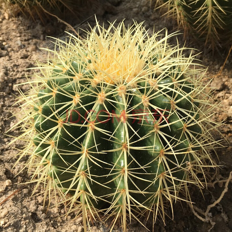 大金虎仙人球盆栽狂刺多肉植物仙人掌植物趣味植物室内绿植 直径10