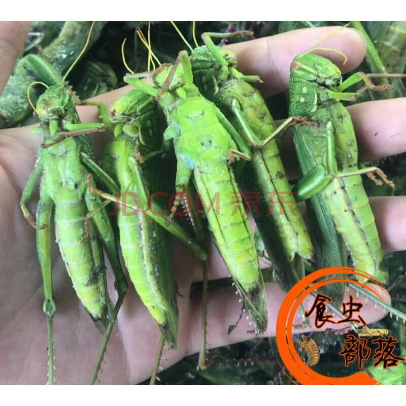 1斤公母混合新鲜活体冷冻大牛蚂蚱绿棉蝗青蚂蚱大蝗虫蚱蜢蹬倒山 两件