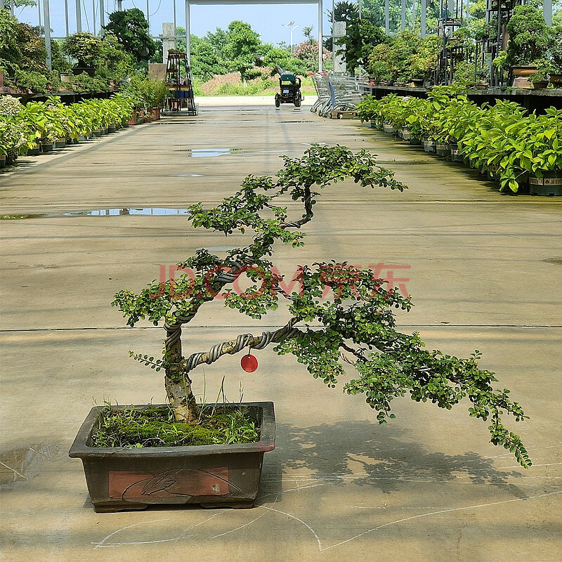 嫣藍 平枝荀子樹樁造型盆景開花結果鋪地蜈蚣綠植中大型室內辦公室