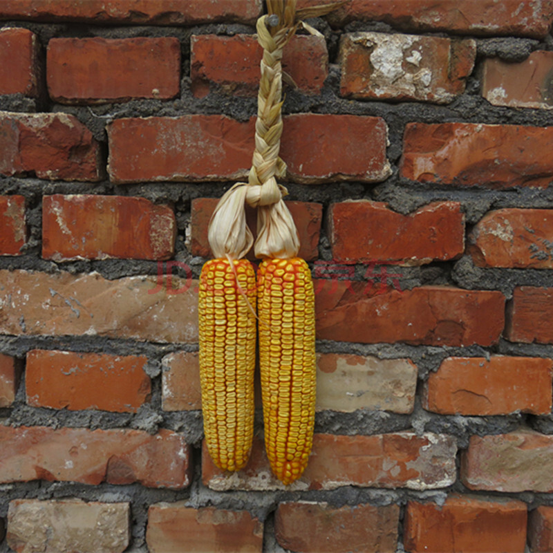 五谷丰登挂件 农家乐干玉米棒子 农作物装饰玉米穗 带皮真玉米串 精编
