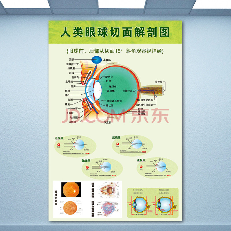 眼睛眼球結構圖 醫院眼鏡店眼睛眼球結構圖切面圖人體眼部概觀息圖