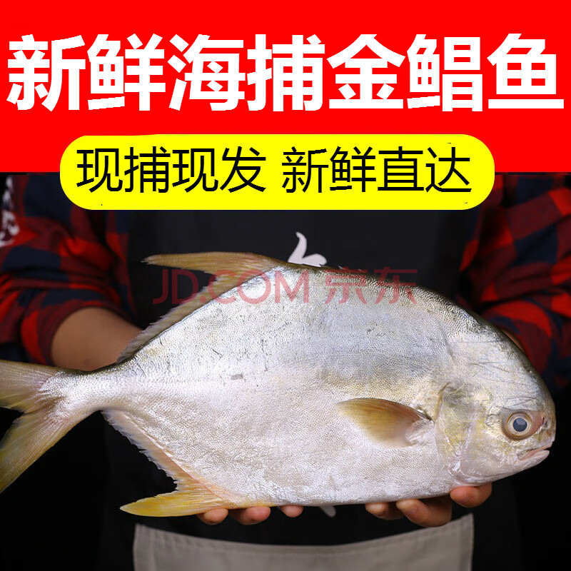 新鮮金鯧魚大金昌魚海鮮鮮活冷凍大鯧魚冰凍平魚魚類生鮮海產品 麗鮮