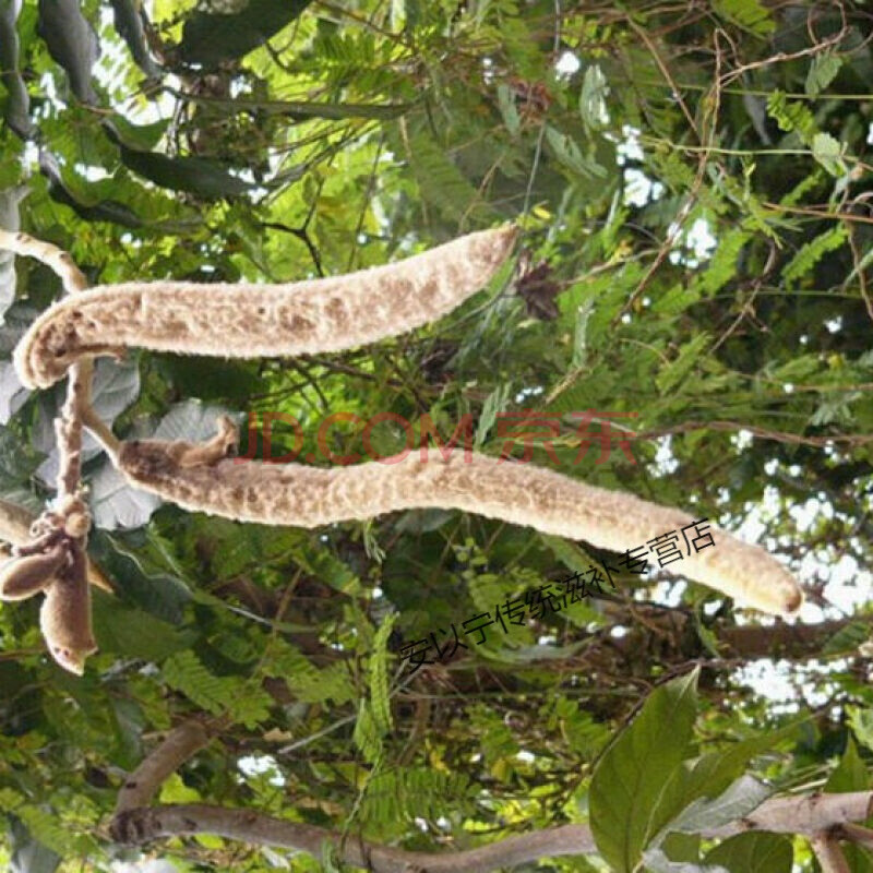 同仁堂同仁堂原料新鲜中草药猫尾树根 猫尾木树 养肝胃新鲜货同仁堂