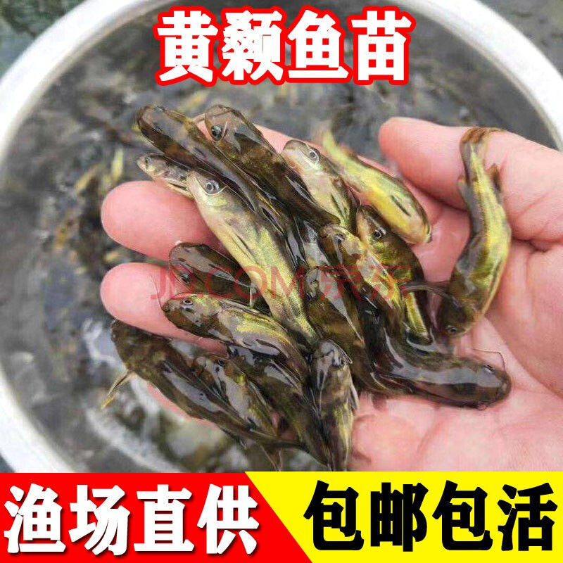 昂刺魚魚苗黃顙魚苗黃辣丁魚幼苗魚苗批發黃骨魚苗黃桑魚漁場直髮 黃