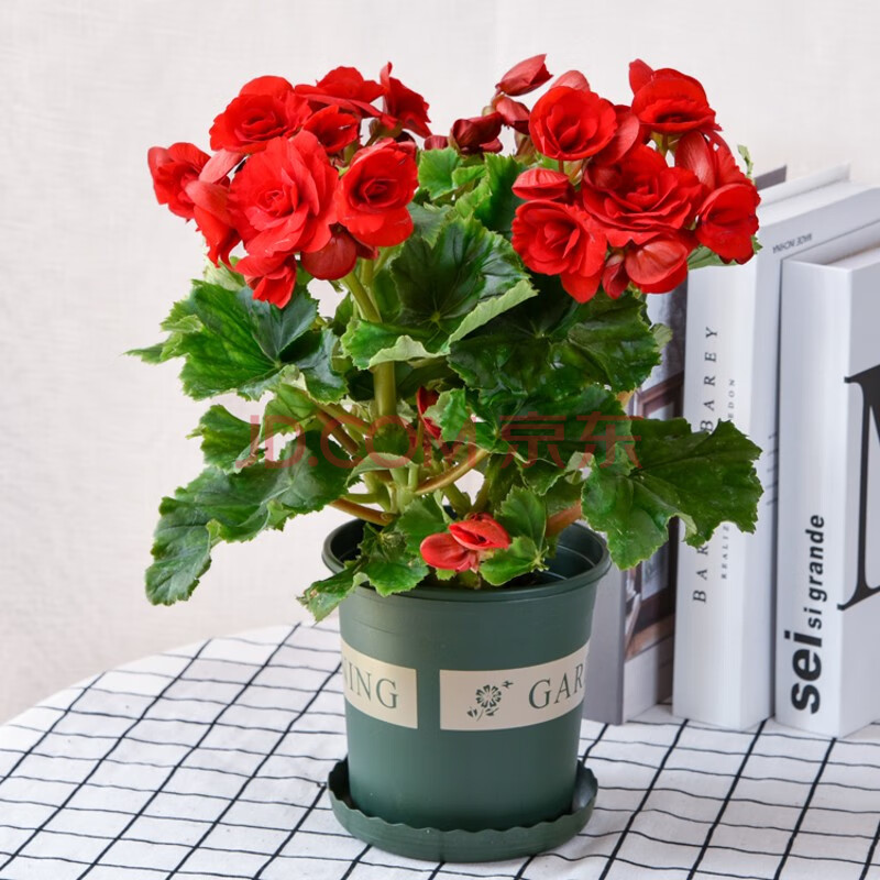 丽格重瓣海棠花盆栽室内阳台盆景花卉观花植物好养四季开花不断 大