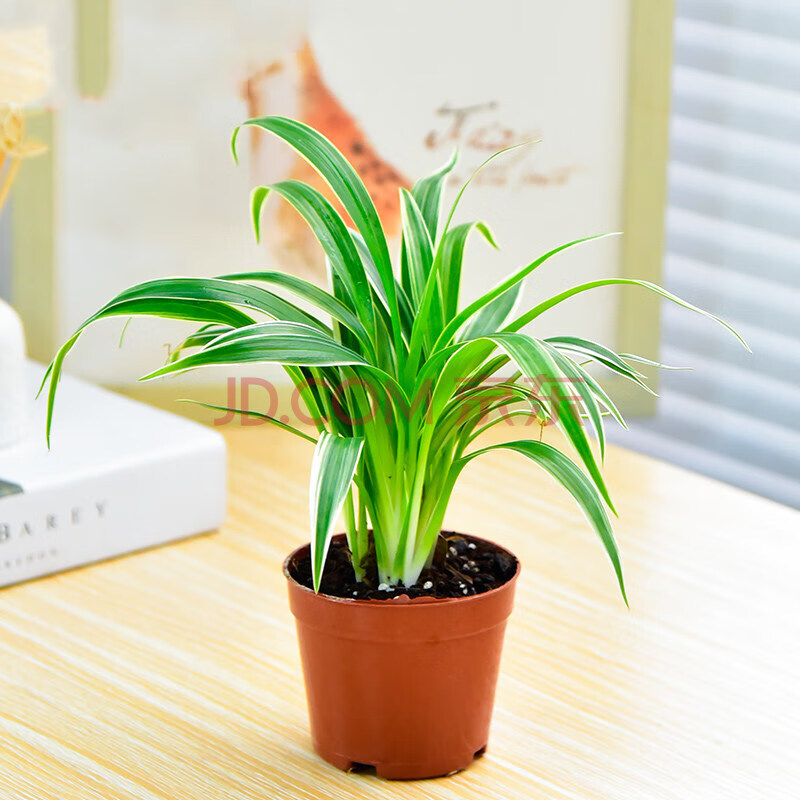 栀子花幸福树鸭脚木办公室内绿植小盆栽绿色植物花卉盆景 吊兰(种植盆