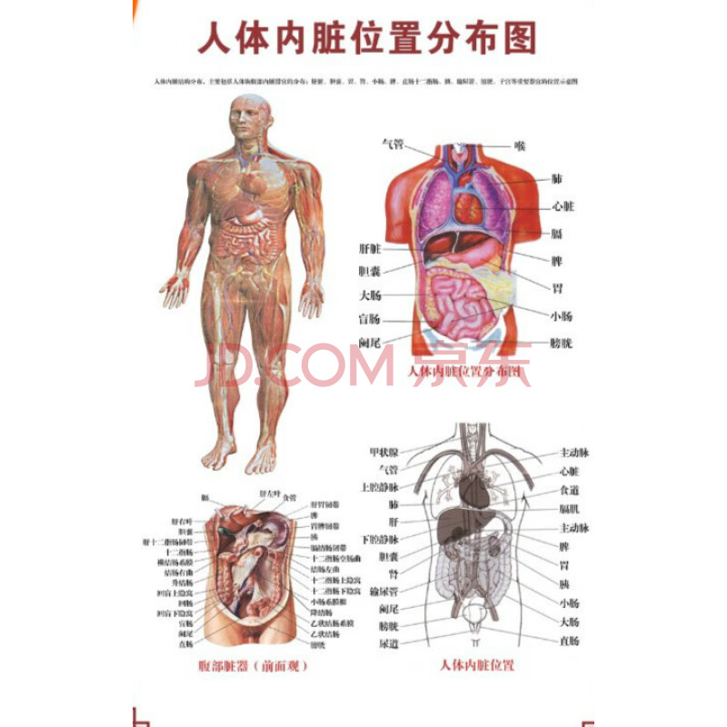 人體骨骼圖掛圖器官內臟結構圖海報脊柱圖解肌肉分佈解剖圖掛畫(注意