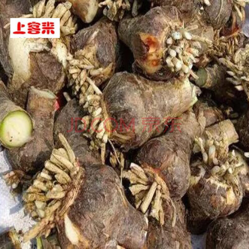 上客来蜘蛛兰球根水鬼蕉蜘蛛百合室内外盆栽土培花坛地被植物裸根种球