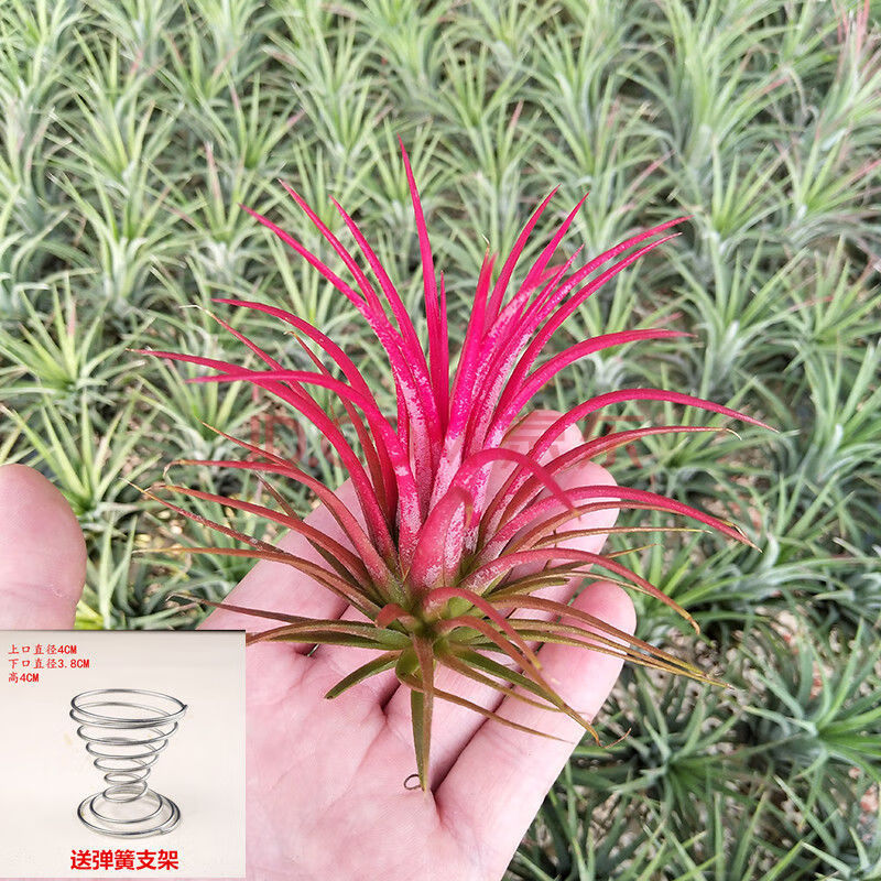 空气凤梨无土植物花期精灵带色限时发售绿植盆栽 红精灵红色(6-8cm)