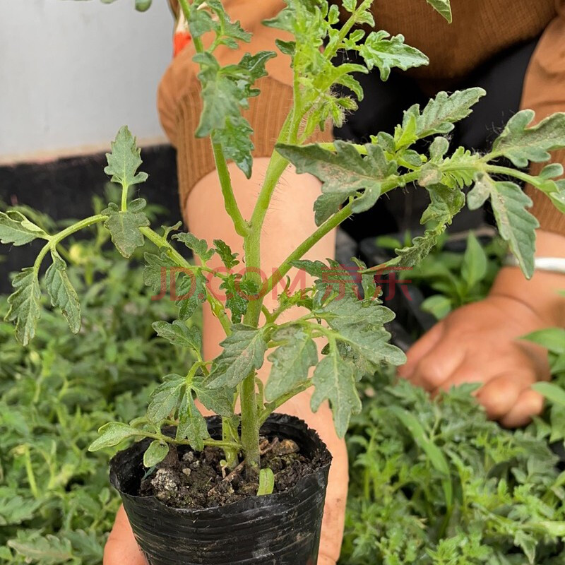 凤鸣雅世番茄苗蔬菜苗大全盆栽秧苗蔬菜孑秧四季阳台菜苗夏季秧苗孑秧