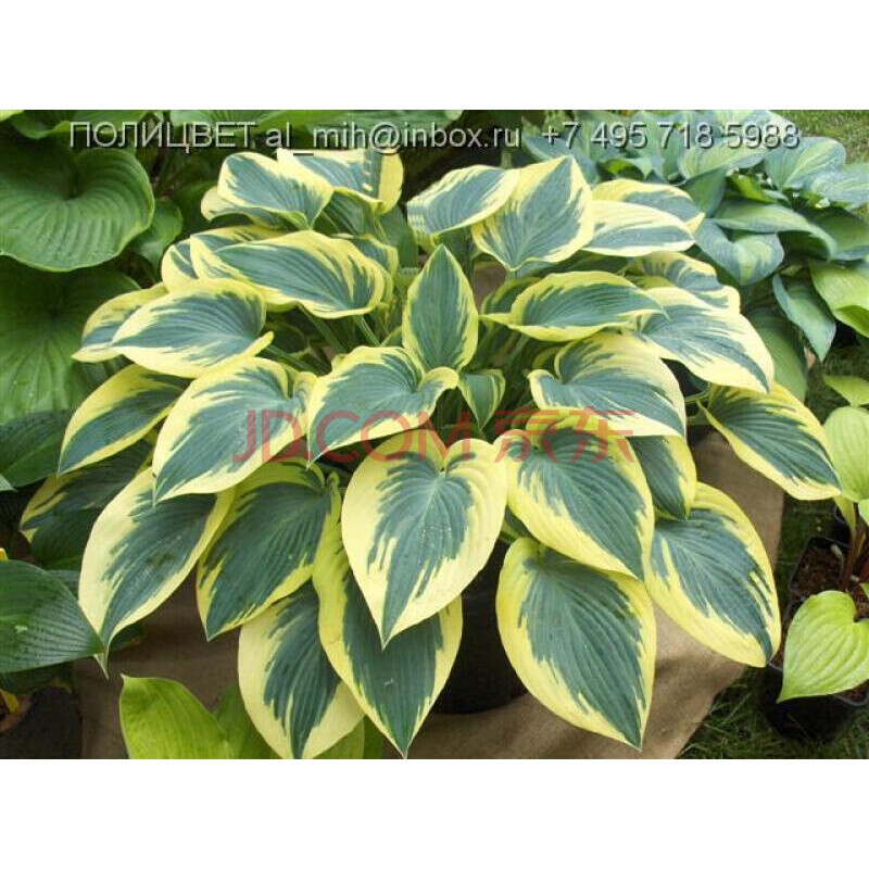 玉簪花苗进口多年生耐寒耐阴宿根植物盆栽庭院白羽好养护满 鱼七秒 初