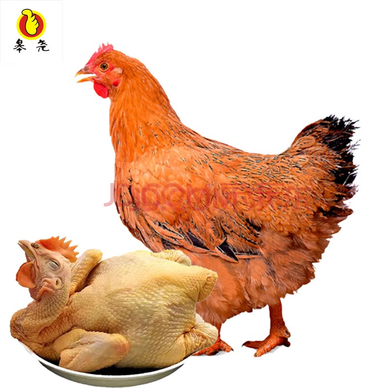 皋尧土鸡现杀新鲜老母鸡月子鸡炖汤食材农家鸡土鸡农村散养正宗山林散