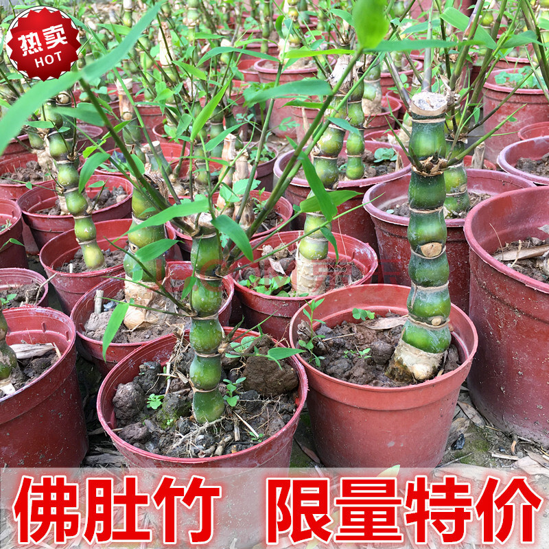 佛肚竹1年小苗1枝 不含盆【图片 价格 品牌 报价】-京东