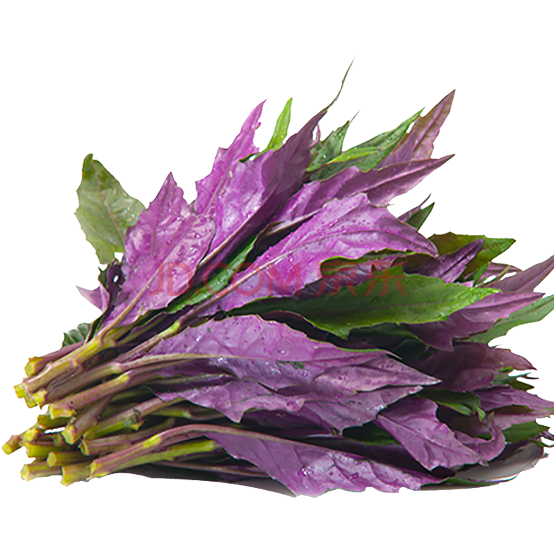 新鲜蔬菜 农家红军菜 观音菜 紫背天葵菜 蔬菜当天采摘350g昌平基地