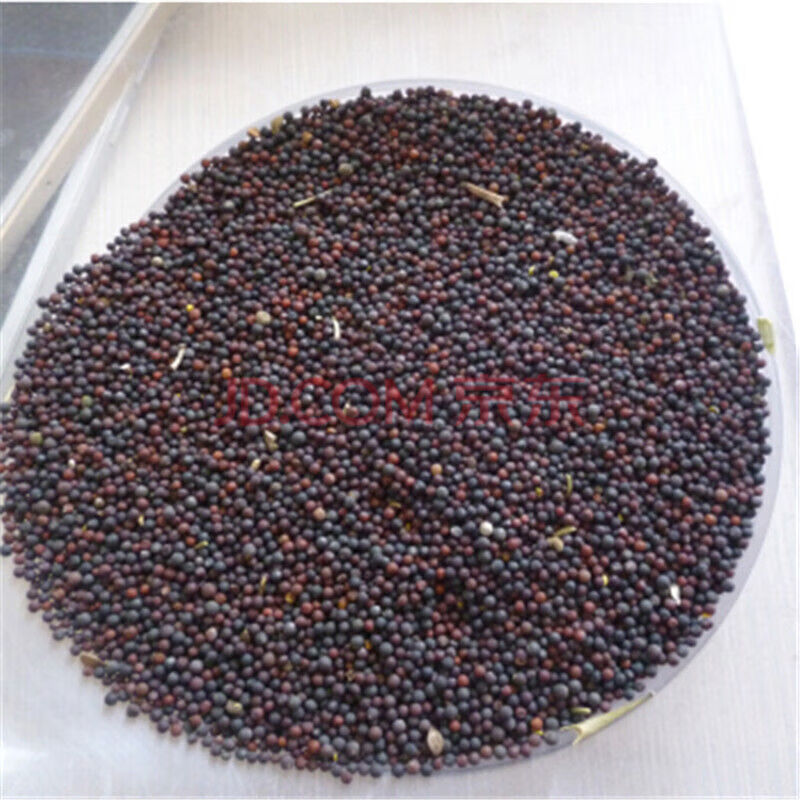 观赏油菜花种子春季油菜籽冬季油菜籽种子快开耐寒油菜花种子 油菜花