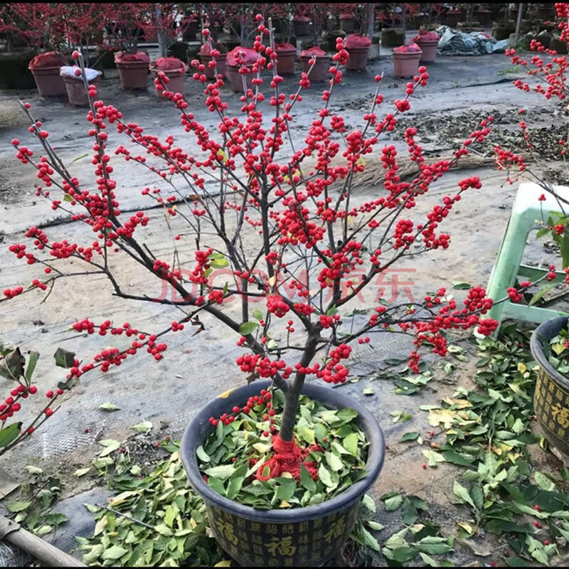 帶果北美冬青盆栽植物歐洲紅果冬青 黃金果盆景耐寒植物可盆栽地栽 好