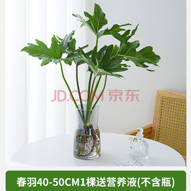 Ҽֲˮֲڿ칫ˮܹ걳ֲƷˮഺ/40-50cm1-Һ7.49Ԫȯ