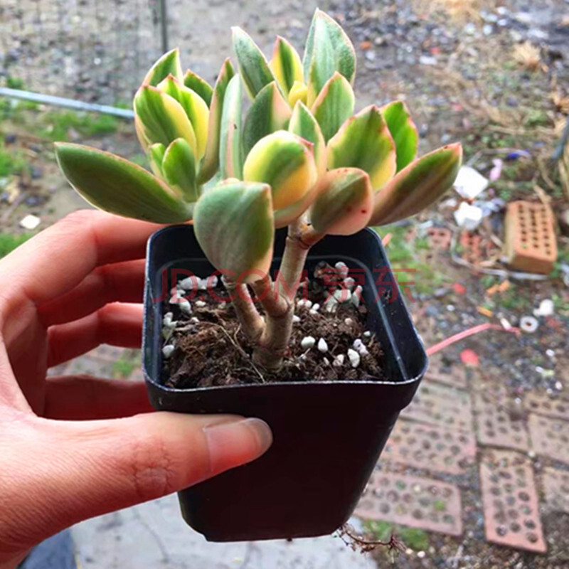 花络阁【落日之雁老桩】奇趣绿色的肉多花卉 绿植 简易盆 落日之燕