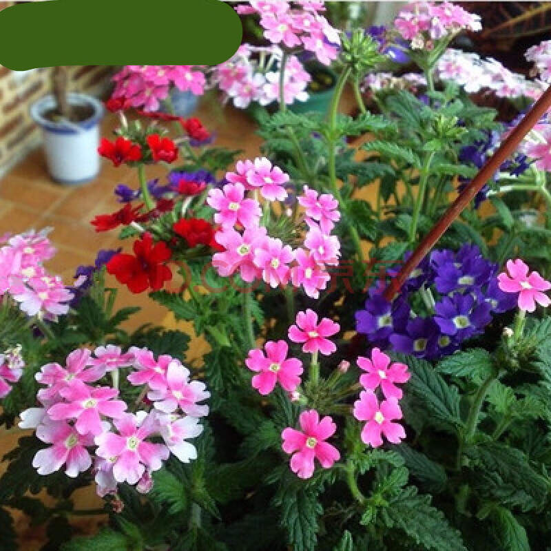 牽牛花種子大花朵牽牛花種子爬藤花卉陽臺庭院花種子植物花籽混色盆栽