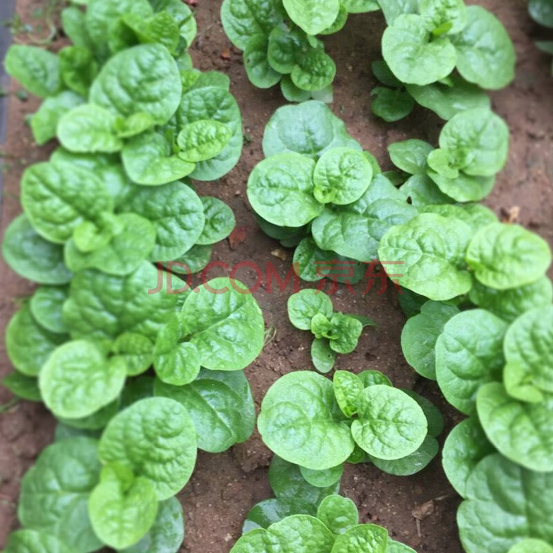 壽禾木耳菜種子大葉陽臺蔬菜家庭種植菜子春夏秋四季播種疏蔬萊耐熱