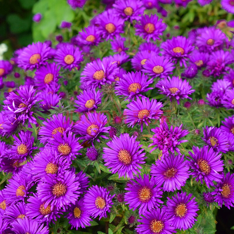 荷兰菊/紫叶千鸟花/林荫鼠尾草等 荷兰菊 紫色绒球 p11