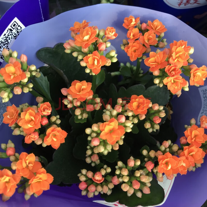 长寿花耐养型盆栽花卉 进口重瓣长寿花盆栽 宫灯长寿 花期长 橘子 不