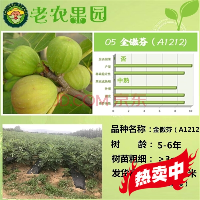 无花果树苗南方北方种植当年结果 盆栽地栽青皮红心无花果 金傲芬6年