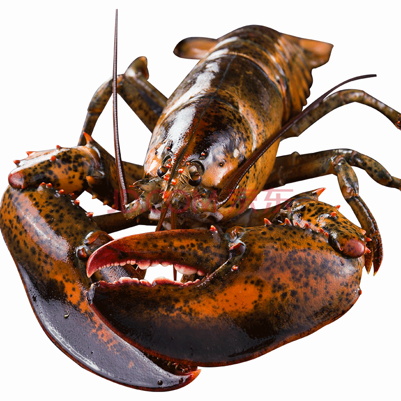 波士顿龙虾 鲜活大龙虾 特大波龙 奥龙海鲜 水产活体 鲜活龙虾 一只4