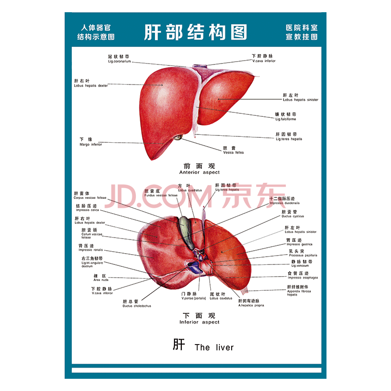 医院科室宣教挂图人体结构示意图器官解剖图全身骨骼图宣传画墙贴画