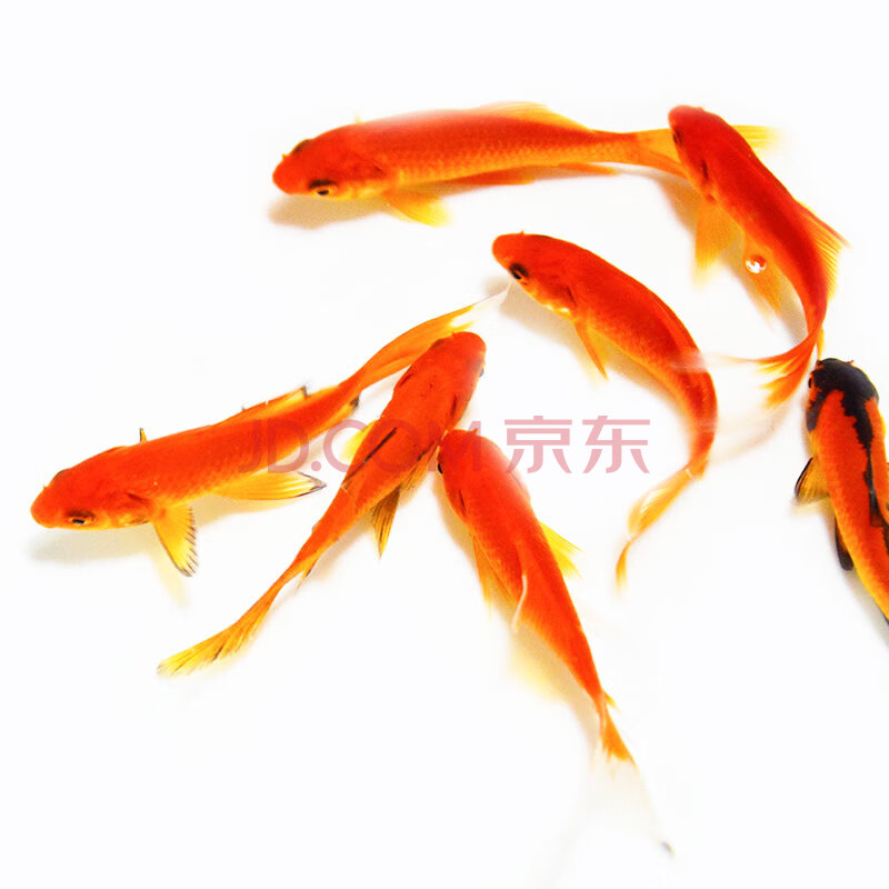 活体红草金金鱼 淡水观赏鱼黄金锦鲤红白锦鲤鱼 红草金3-5cm 30条