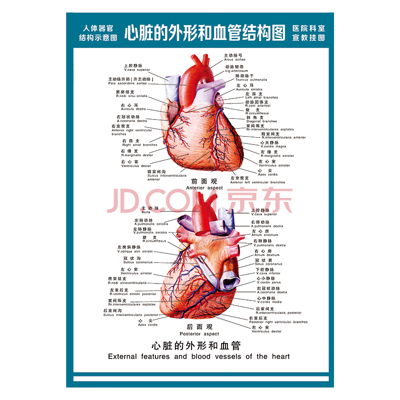 醫院科室宣教掛圖人體結構示意圖器官解剖圖全身骨骼圖宣傳畫牆貼畫