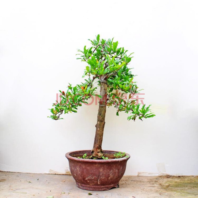 石榴盆景開花結果精品造型樹樁 紅花大果石榴 原生石榴樹好養 【按圖