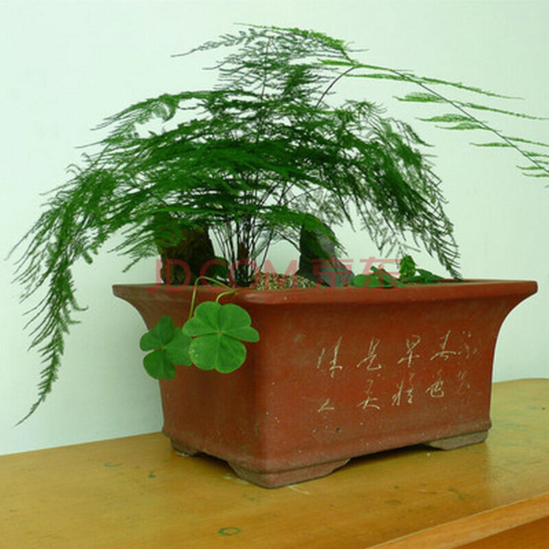 百合花种球薄荷种子种球波斯菊风信子含羞草康乃馨铃兰薰衣草凤仙花