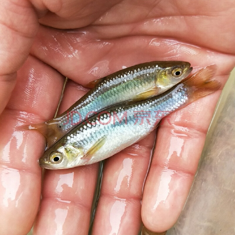麦穗鱼活体 原生鱼 好养耐活淡水鱼 冷水鱼 观赏鱼 6-7公分20条
