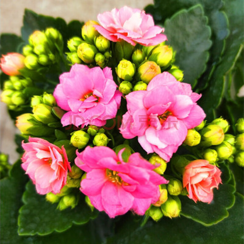 长寿花盆栽重瓣绿巴黎花苗朱蒂植物花卉四季开花 深粉色 不含盆