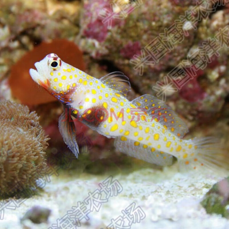 橙点虾虎 金点虾虎橙点古b 活体海水鱼观赏宠物鱼 海缸翻沙清洁生物