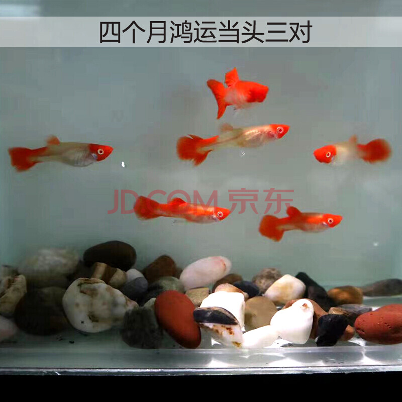 鸿运当头纯种孔雀鱼观赏鱼热带鱼包头包腮起头双分水大c缎带活体 四个