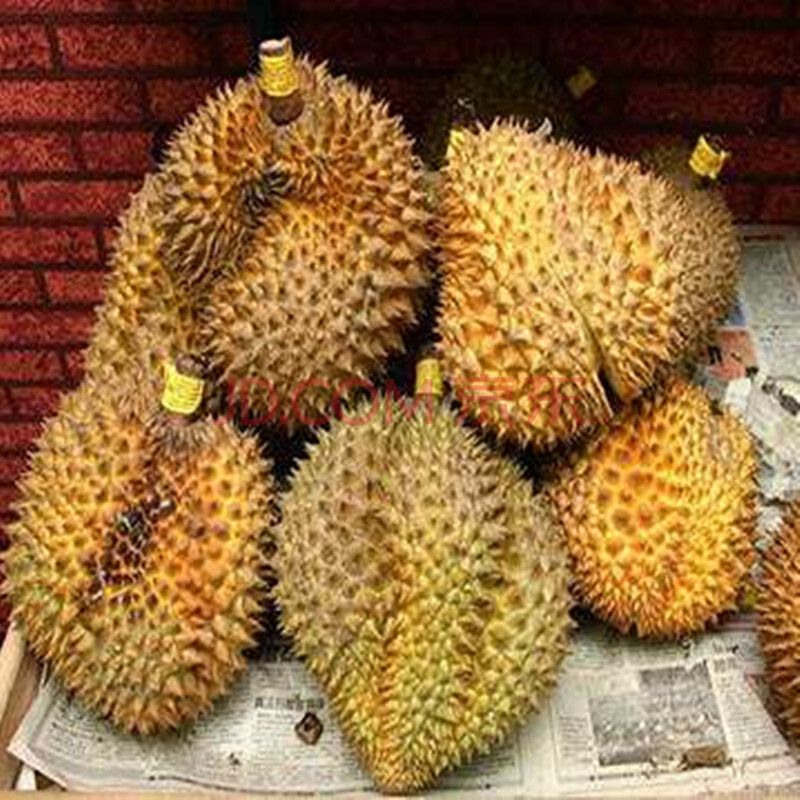 榴莲苗果树苗猫山王金枕头红肉黄肉盆栽南方北方种植 金枕头 谷夜套 3