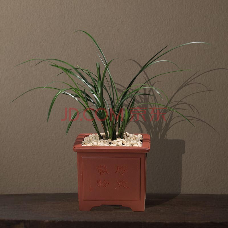 集圆 名贵兰花 盆栽花卉植物 室内 好养植物裸根 潘涛手工刻绘四方