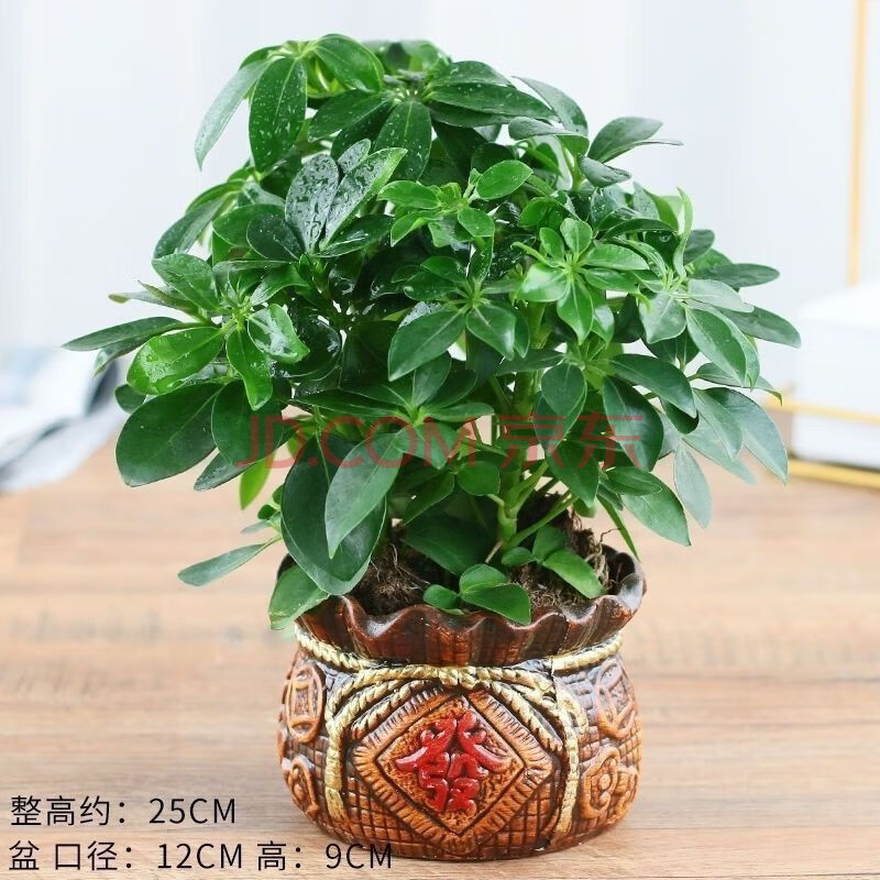 七叶莲水培水养盆栽室内旺财植物鸭脚木吸甲醛净化空气 陶土发盆 七叶