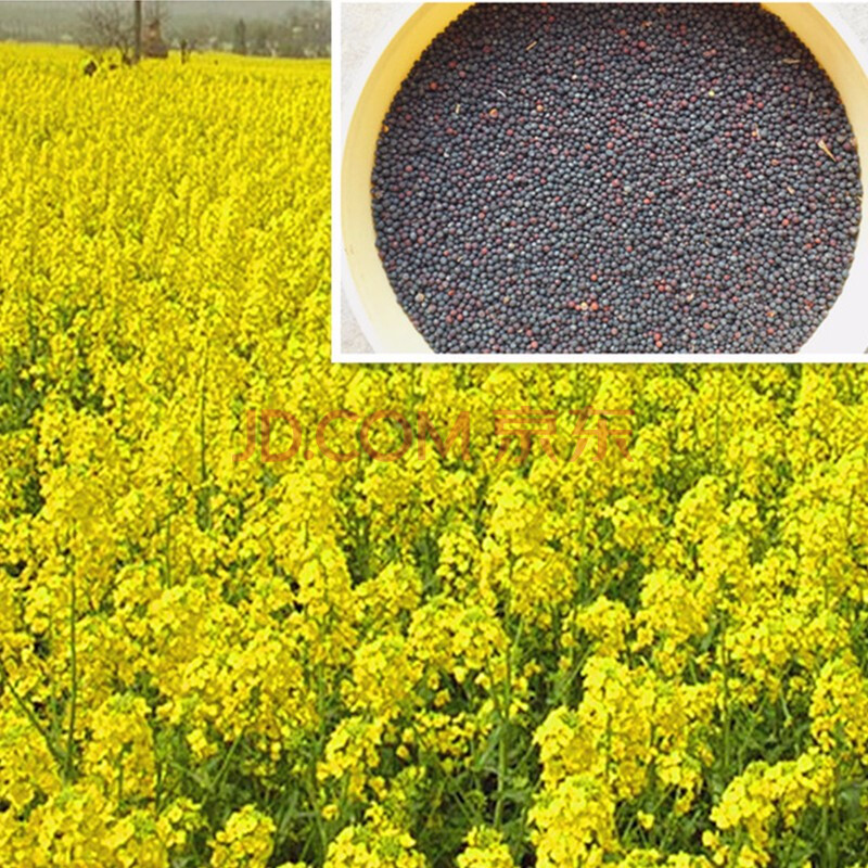 老品种油菜籽牧草种子观赏油菜花种榨油油菜籽北方耐寒四季种植 观赏