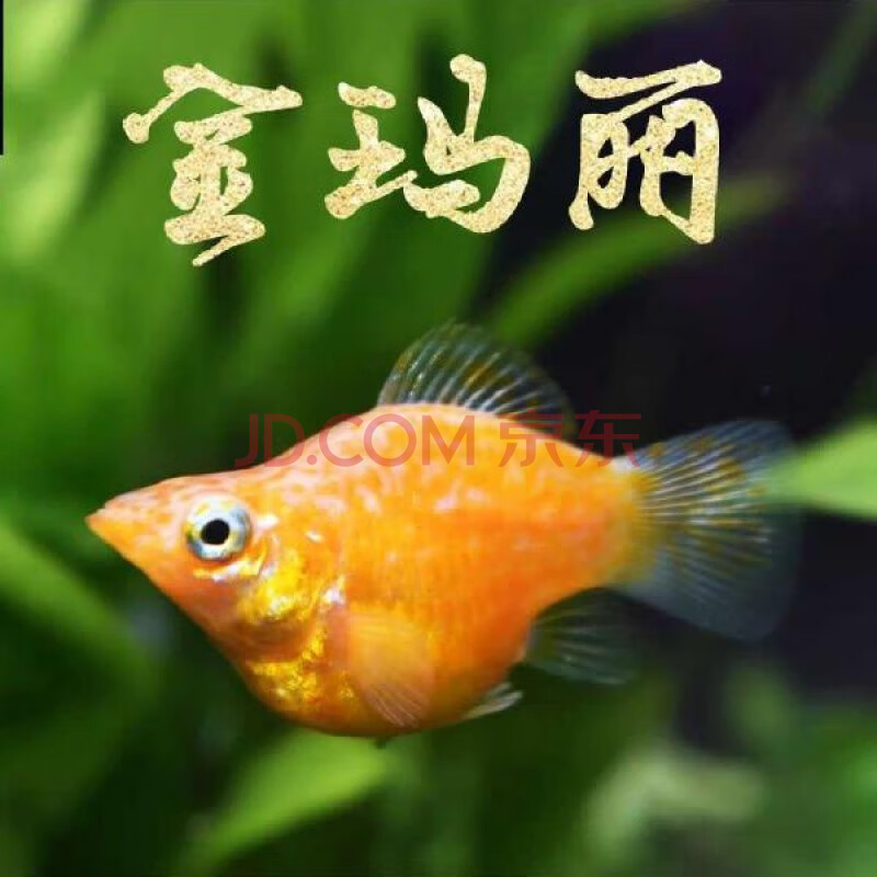 觀賞魚胎生下崽魚黑瑪麗魚皮球瑪麗魚月光魚熱帶魚寵物魚活體 金銀