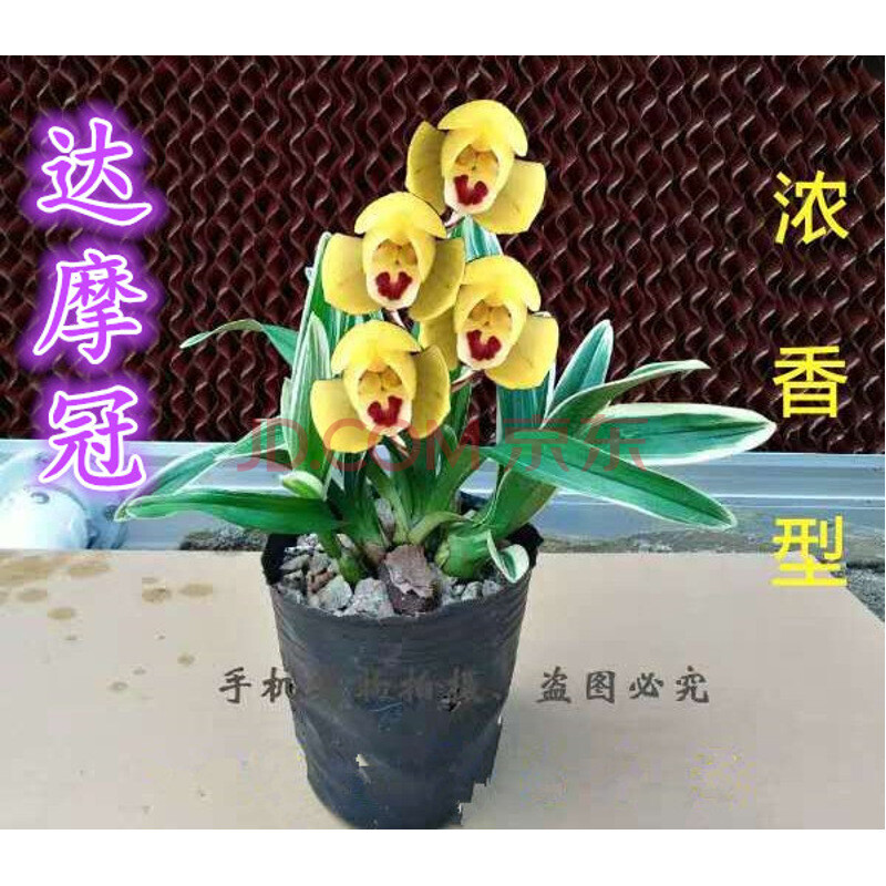 浓香型兰花【达摩冠】矮种金边四季兰 花盆栽建兰室内花卉 达摩冠6苗