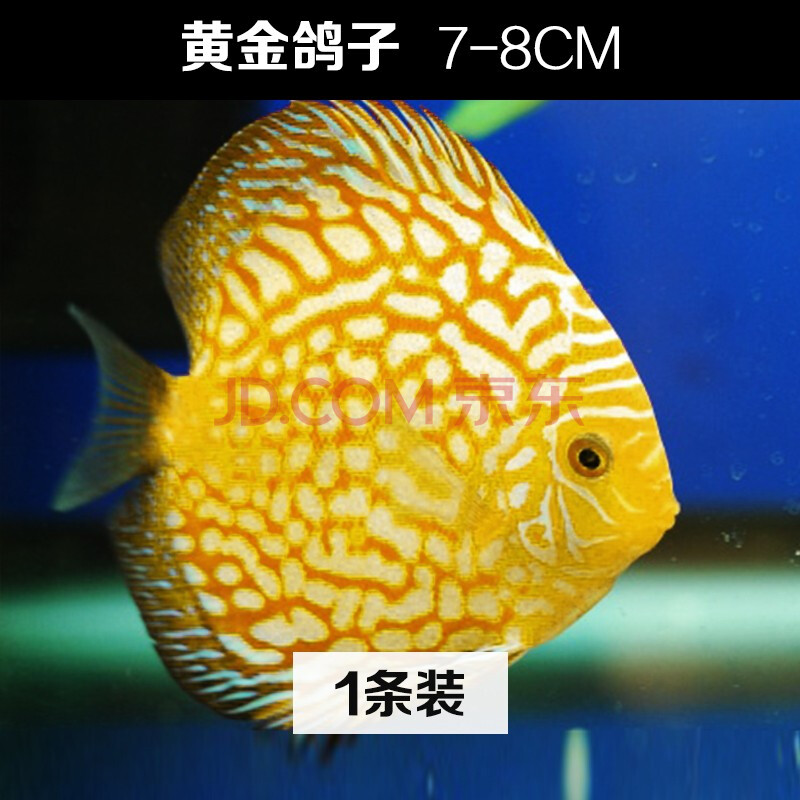 熱帶魚觀賞魚淡水燕魚七彩神仙活體好養易活耐活繁殖快的魚 黃金鴿子7