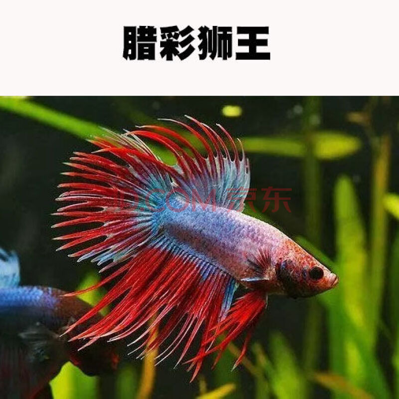 泰國鬥魚馬尾獅王半月母鬥魚觀賞魚熱帶魚活體寵物淡水魚 精品蠟彩